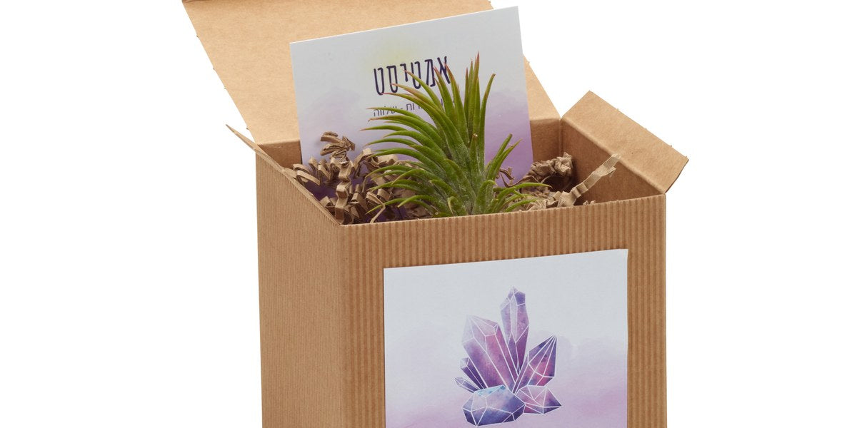 10 רעיונות למתנות צמחי אוויר – לכל אדם ולכל אירוע