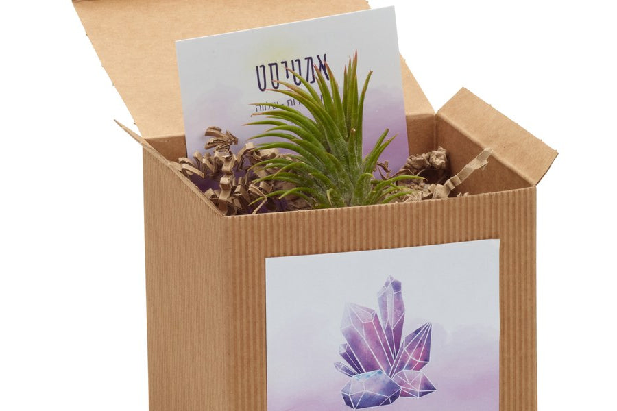 10 רעיונות למתנות צמחי אוויר – לכל אדם ולכל אירוע