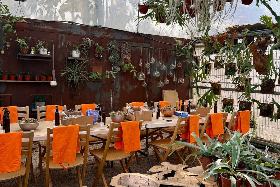 סדנאות חווייתיות עם צמחי אוויר וקרני אייל — לכל אירוע