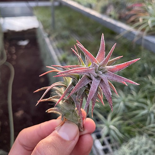 איוננטה ואנהיינינגי L (Ionantha Vanhyningii)