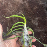 Bulbosa Belize