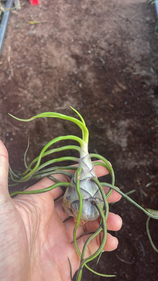 Bulbosa Belize
