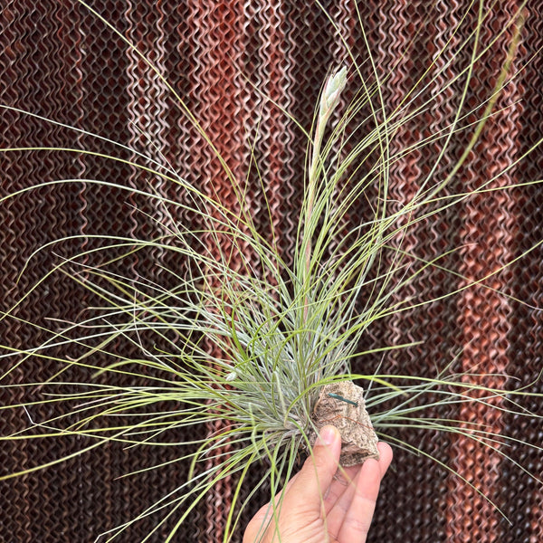 Juncea cork cluster