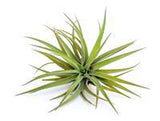 Brachycaulos multiflora