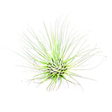 Filifolia