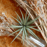Palgio tropica