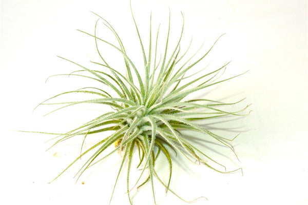 Tectorum Snow