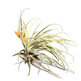 אואחקנה (Oaxacana)