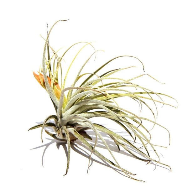 אואחקנה (Oaxacana)