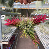 מושבת איוננטה פואגו קטנה (Ionantha Fuego Cluster S)