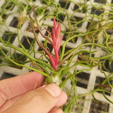 Bulbosa Belize