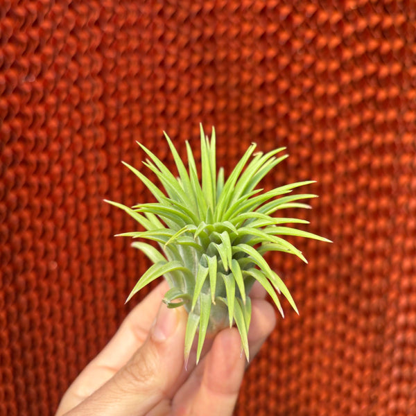 Ionantha rubra xxl