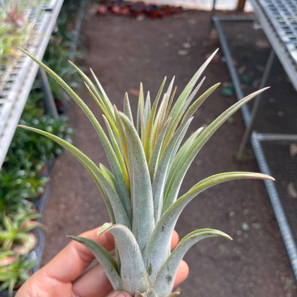 Capitata X Ionantha