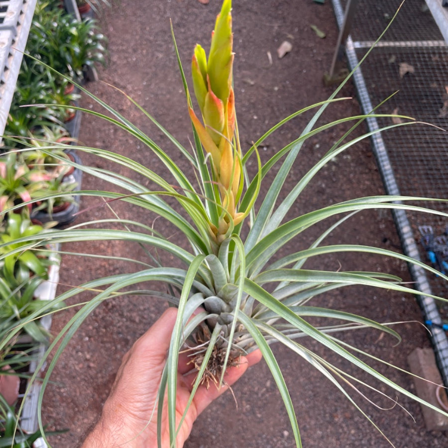 Fasciculata