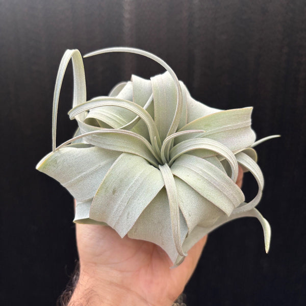 Xerographica mini