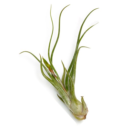 Caput Medusae