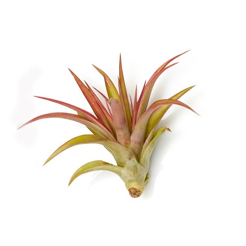 Brachycaulos multiflora
