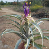 Capitata Peach XXL