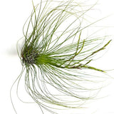 Filifolia