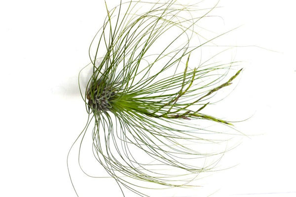 Filifolia