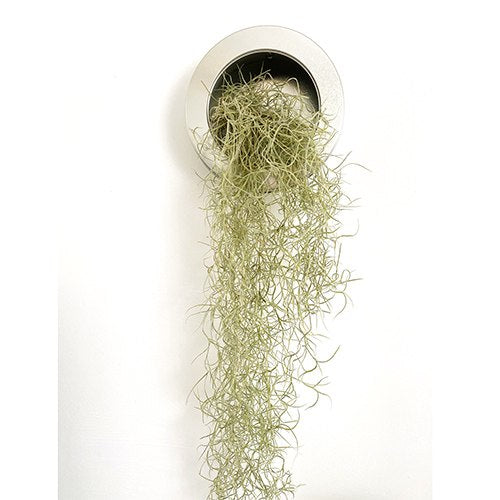 גלגל כסוף מעוצב + Spanish moss