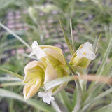 Pholiana