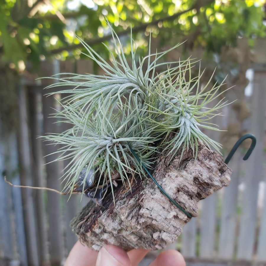 funckiana cork palk
