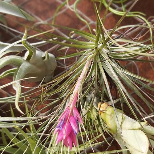 Stricta