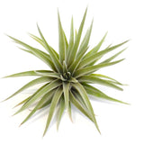Palgio tropica