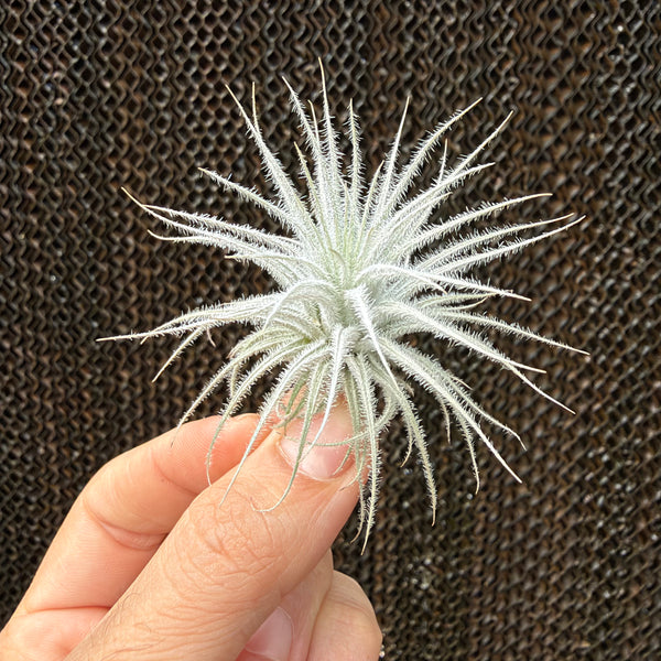 טקטורום S (Tectorum)