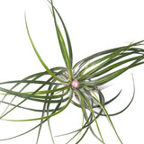Stricta