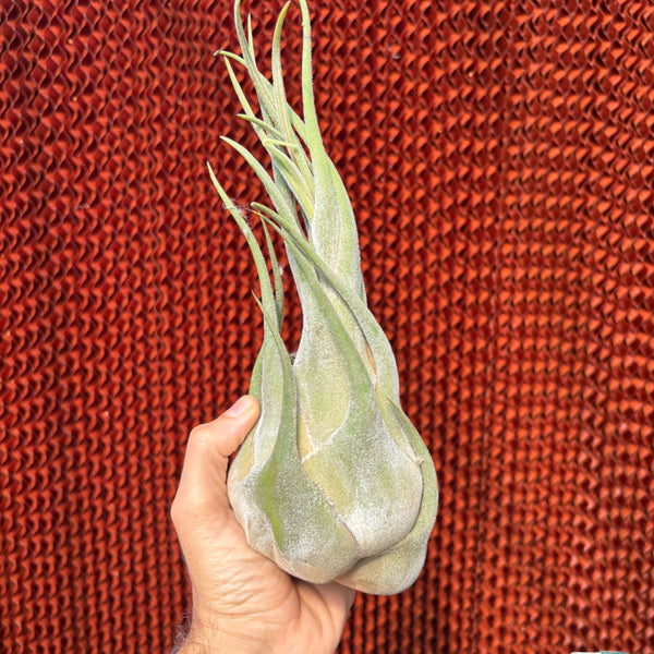 Seleriana xxl