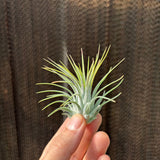 Ionantha