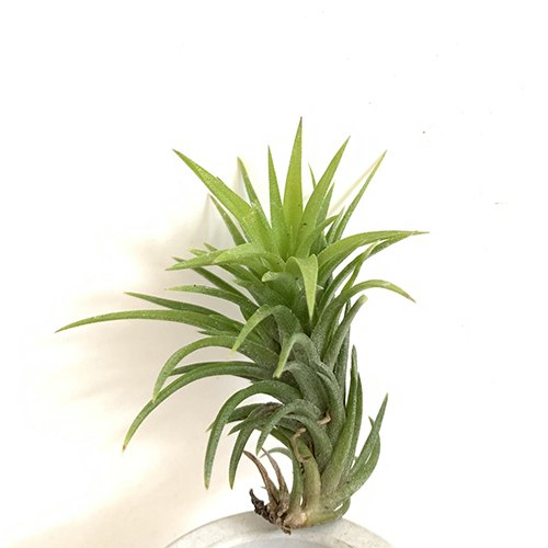 Neglecta