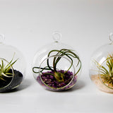 קומבינציית 3 מוביילים 10 ס"מ וצמחים +שפריצר מתנה