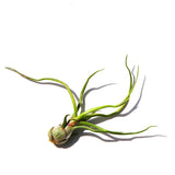 Bulbosa Belize