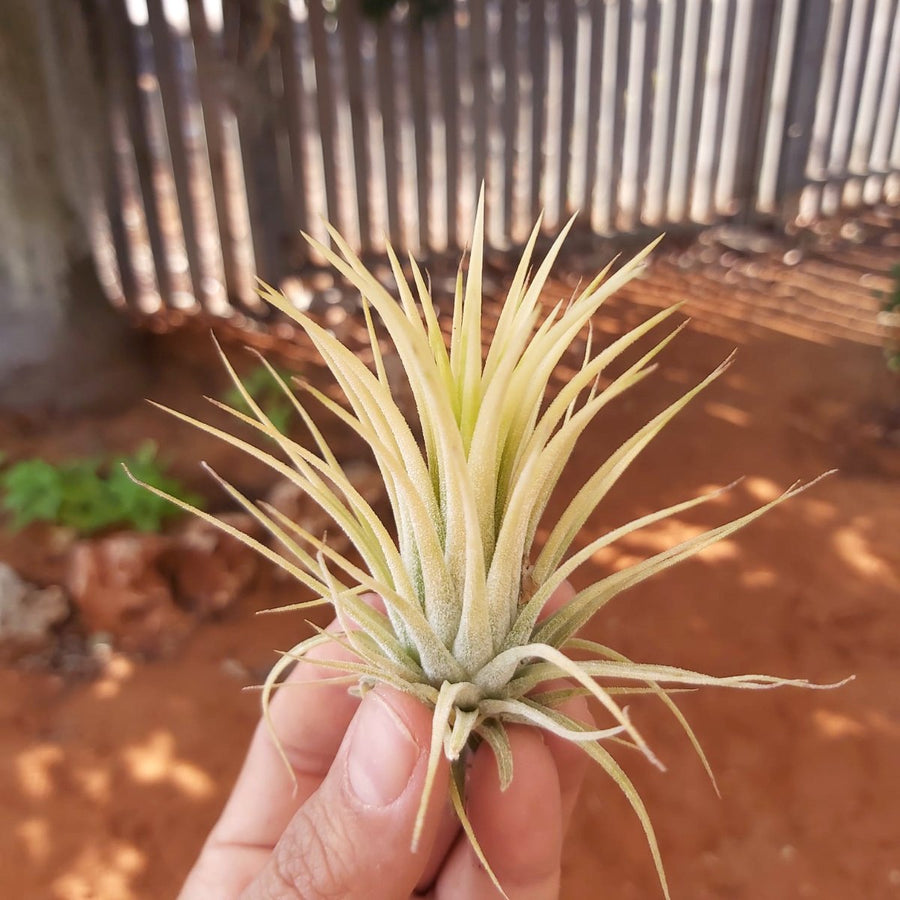 Ionantha Druid