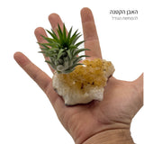 אבן השפע |סיטרין & צמח אויר