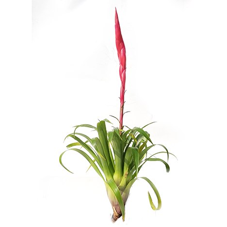 Vriesea Astrid