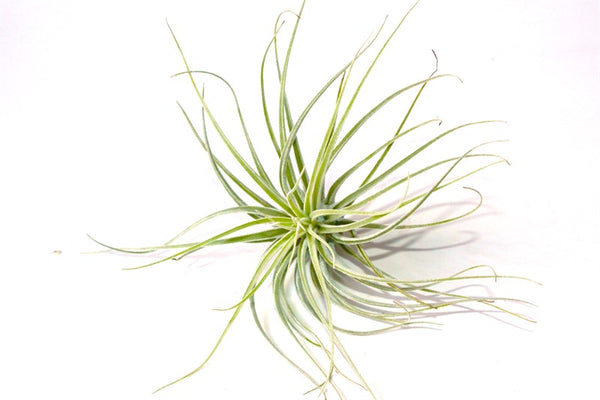 אואחקנה (Oaxacana)