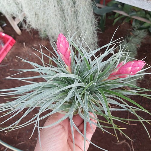 Huston stricta hybrid (מושבת צמחים)