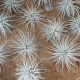 Tectorum Snow