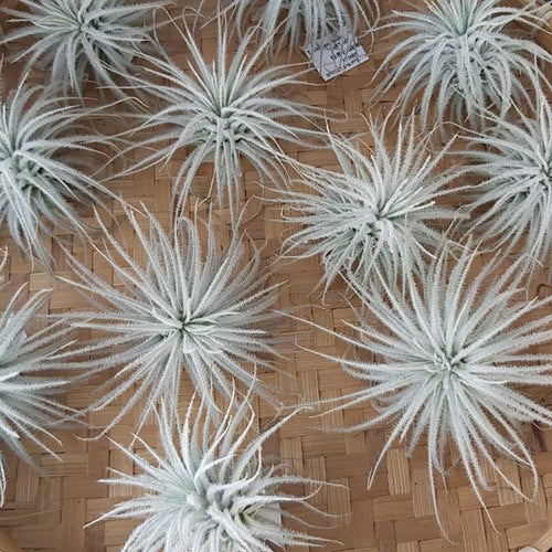 Tectorum Snow