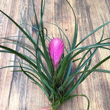 Cyanea