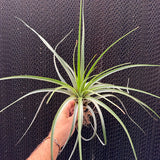 פסיקולטה (Fasciculata)