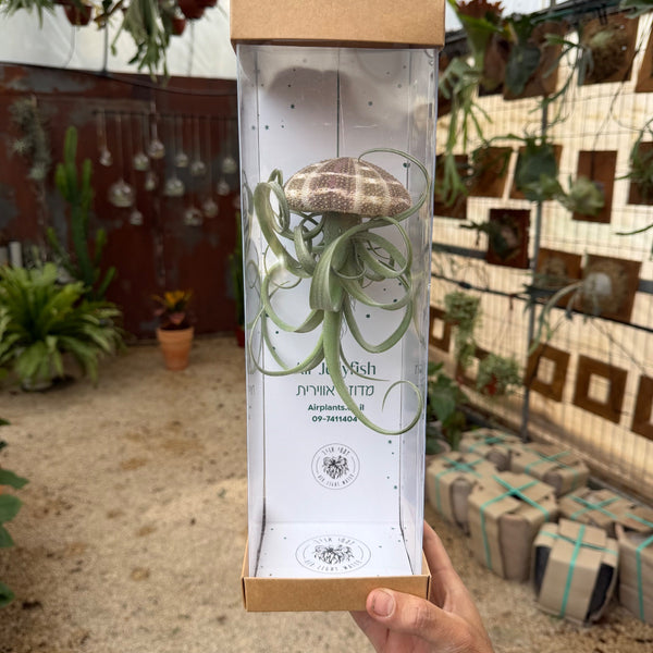 מדוזה קרלי