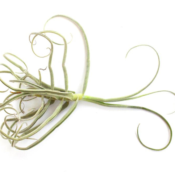 Streptocrapa