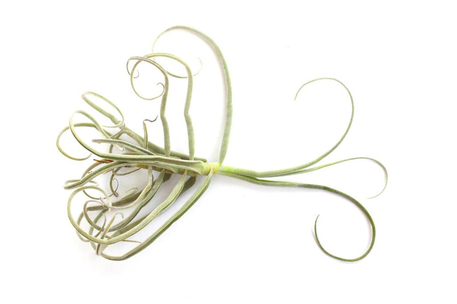 Streptocrapa