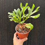 קרן אייל רידליי (Platycerium Ridleyi)