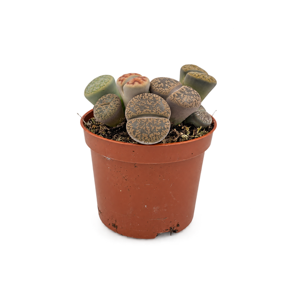 ליתופס (Lithops)